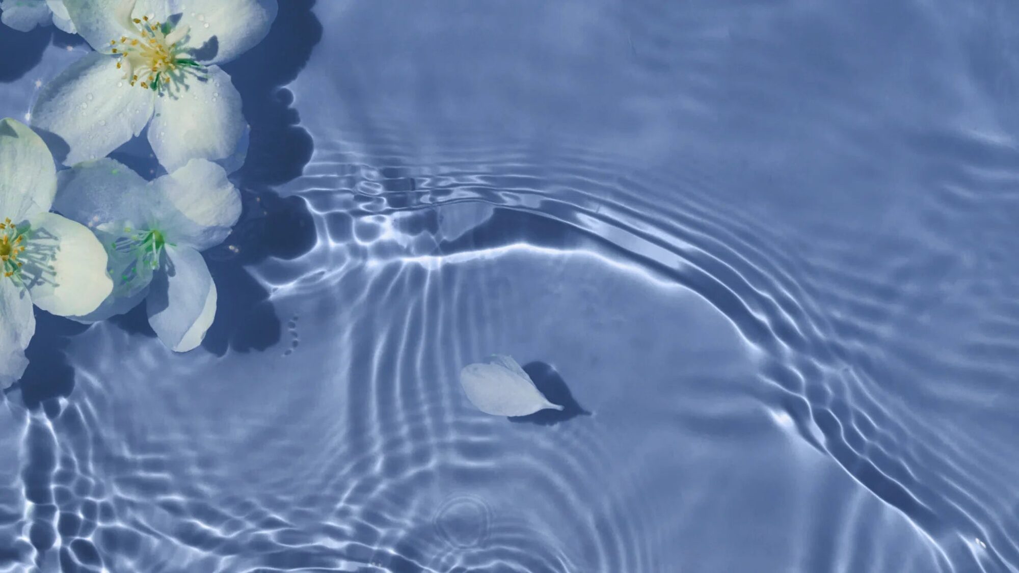 White blossom floating on gently rippling pale-blue water
