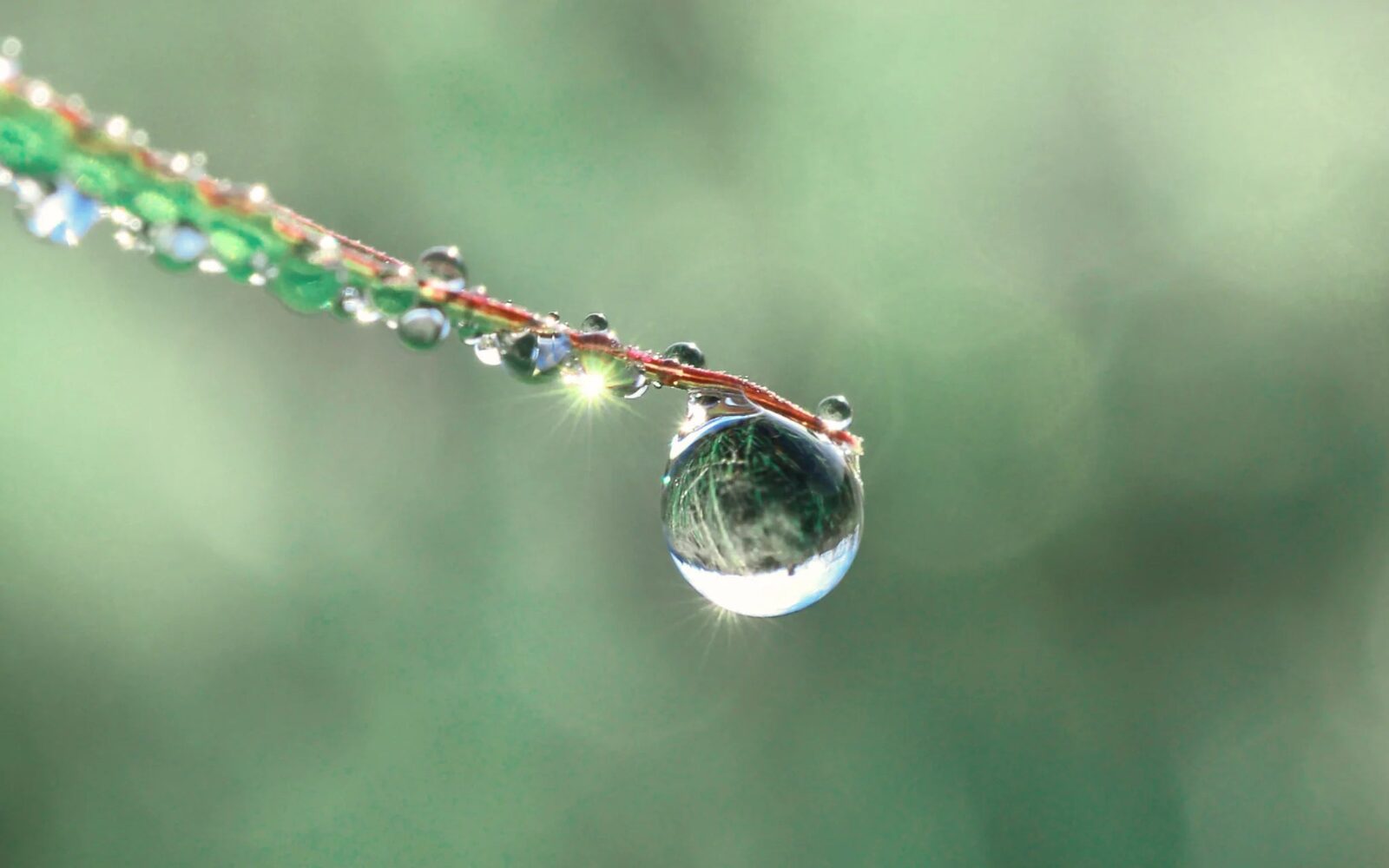 A dewdrop hanging from a grass stem