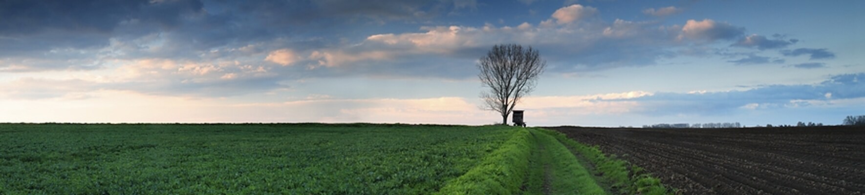 A lone tree beside a green path under a wide evening sky