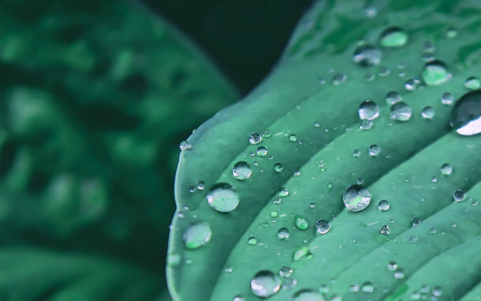 Water droplets resting on a green leaf