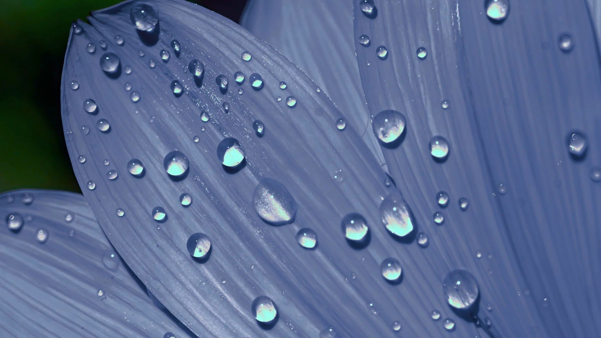 Water droplets resting on soft blue petals